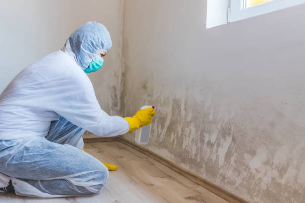 Licensed Mold Remediation service in Halifax, NC - 24 Hour Mold Removal