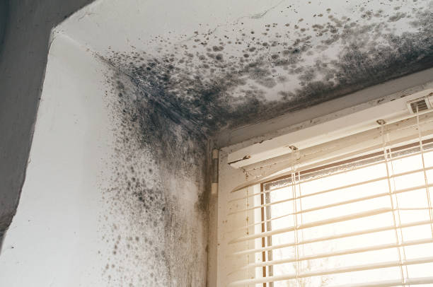 Affordable Mold Remediation solutions in Halifax, NC